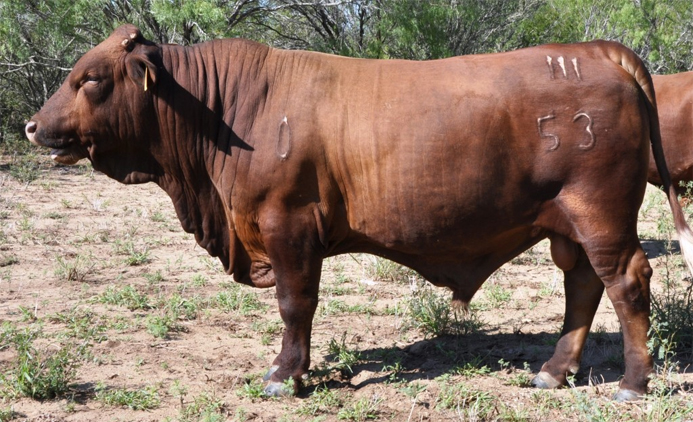 53-0 1526 son